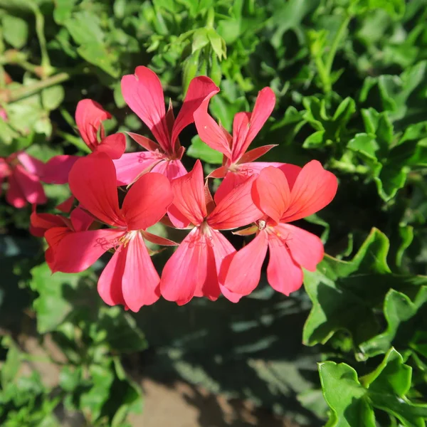 Красивые Цветы Герани Саду — стоковое фото