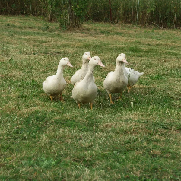 Petits Canards Colverts Dans Prairie — Photo