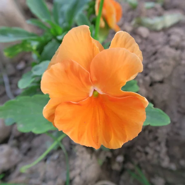 Barevné Viola Květiny Macešky Kvetoucí Brzy Jaře — Stock fotografie
