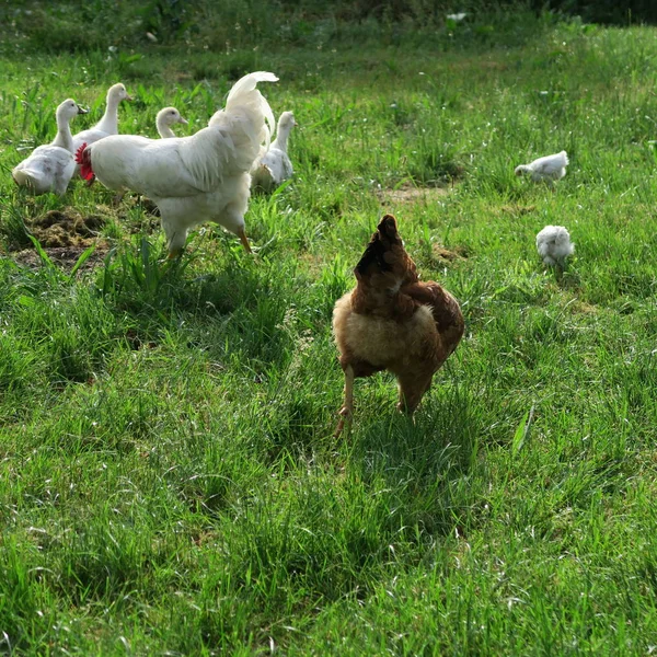 Nahaufnahme Von Haushühnern Garten — Stockfoto
