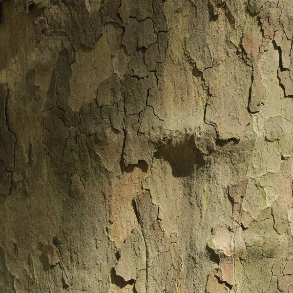 Nahaufnahme Von Alten Baum Hölzerne Oberfläche Hintergrund — Stockfoto