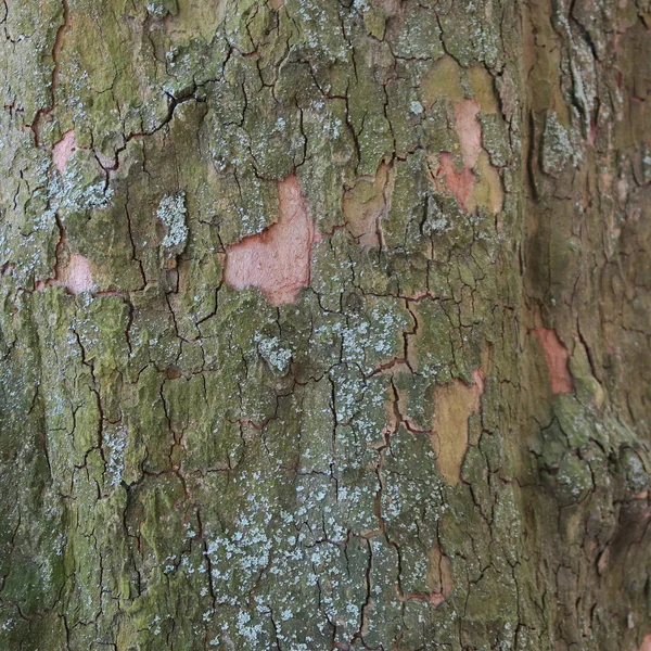 Zbliżenie Stare Drzewo Drewniane Tła Powierzchni — Zdjęcie stockowe