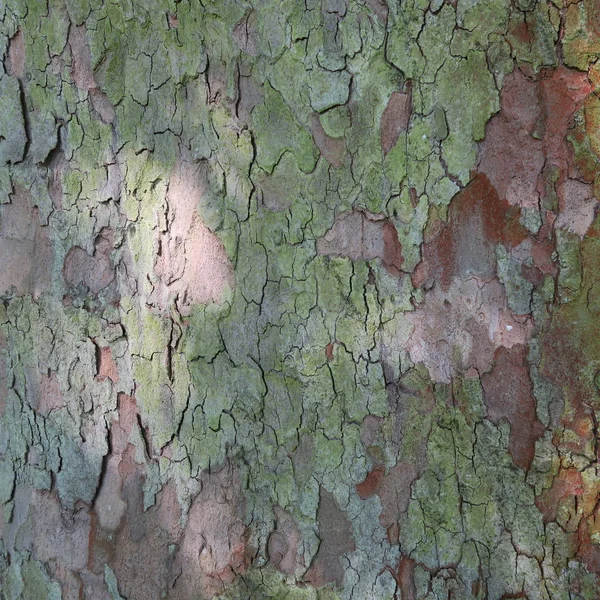 Nahaufnahme Von Alten Baum Hölzerne Oberfläche Hintergrund — Stockfoto