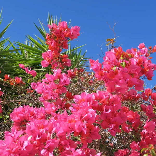 Close Vista Rosa Florescendo Buganvília Arbusto — Fotografia de Stock