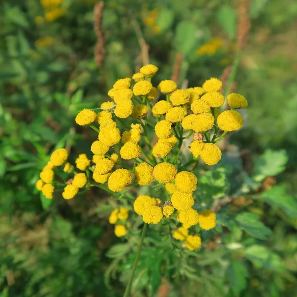 Közelről Tanacetum Vulgare Vagy Sárga Tansy Virágok — Stock Fotó