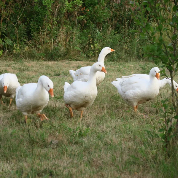 Close View Domestic Little Mallard Ducks — Stock Photo, Image