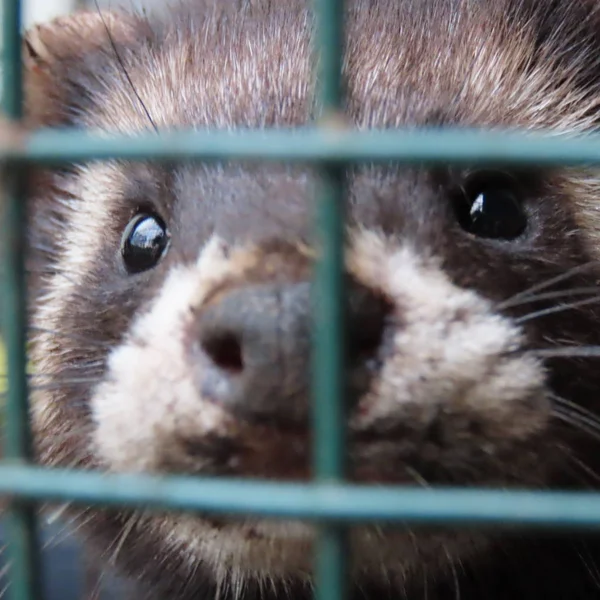 Vista Ravvicinata Dei Mustelidi Trappola — Foto Stock