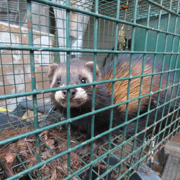 Close View Mustelidae Trap — Stock Photo, Image