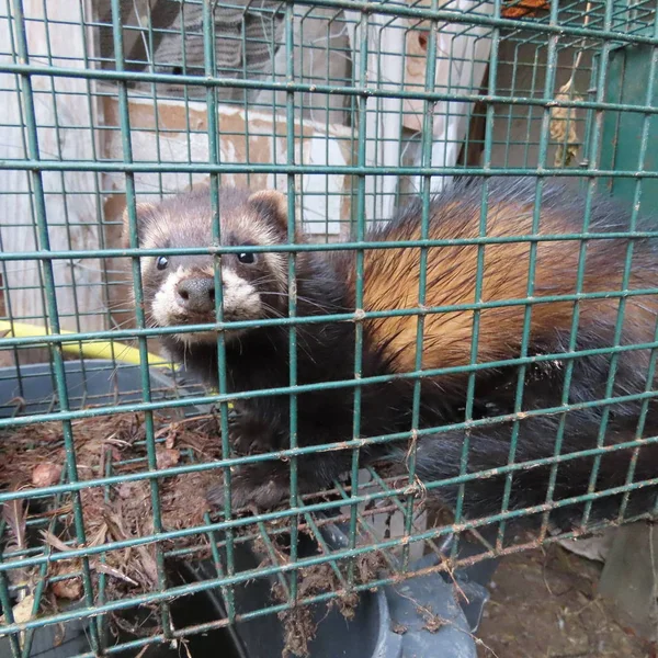 Vista Ravvicinata Dei Mustelidi Trappola — Foto Stock