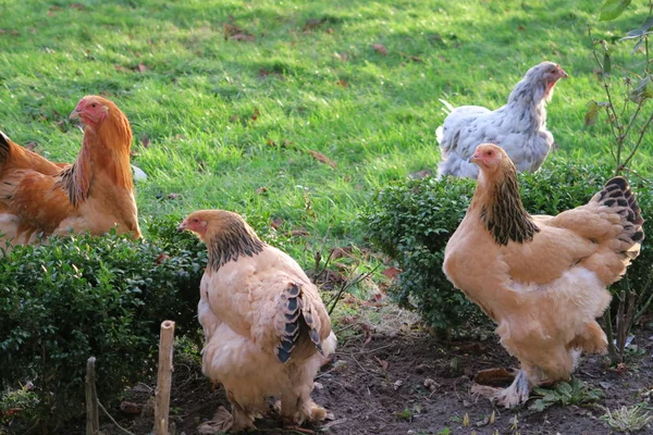 Nahaufnahme Von Erwachsenen Hühnern Grünen Gras — Stockfoto