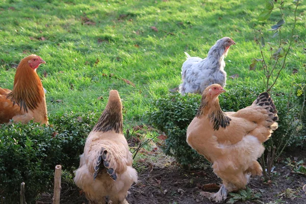 Closeup View Adult Chickens Green Grass — Stock Photo, Image