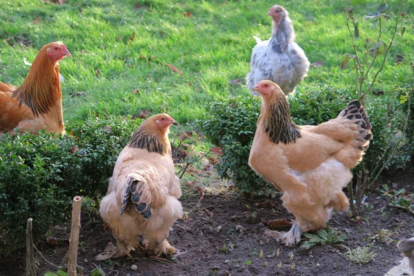 Nahaufnahme Von Erwachsenen Hühnern Grünen Gras — Stockfoto