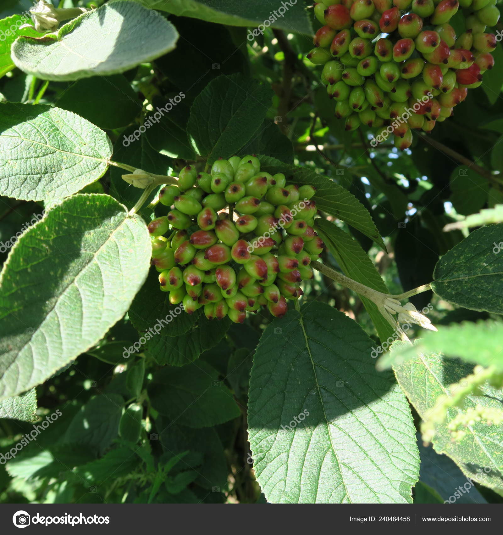 Closeup Shot Viburnum Lantana Berries Tree Stock Photo C Piep600 240484458