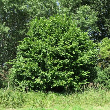 meyve bahçesinde bir Bush Corylus Avellana üzerinde