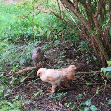 yeşil çim küçük sevimli civciv closeup görünümü
