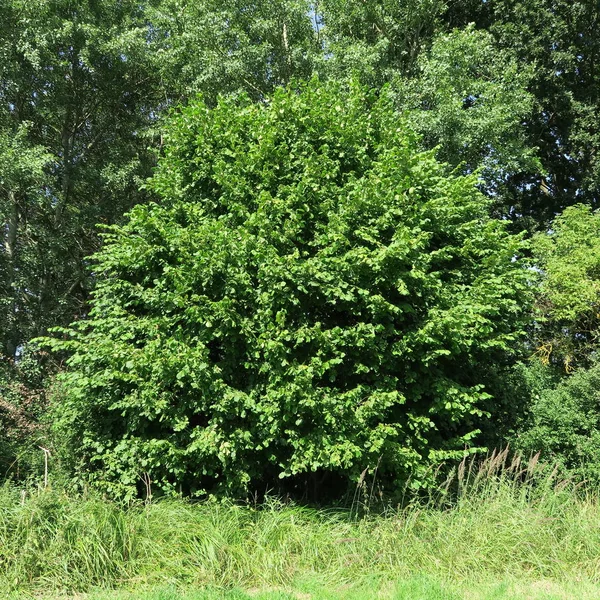 meyve bahçesinde bir Bush Corylus Avellana üzerinde
