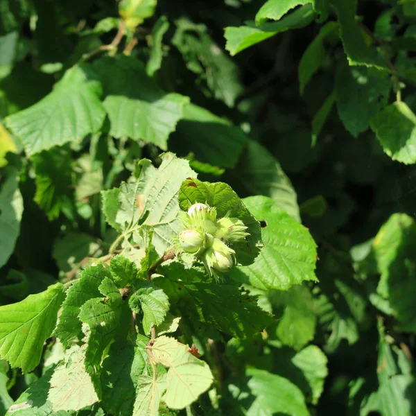 Meyve Bahçesinde Bir Bush Corylus Avellana Üzerinde — Stok fotoğraf