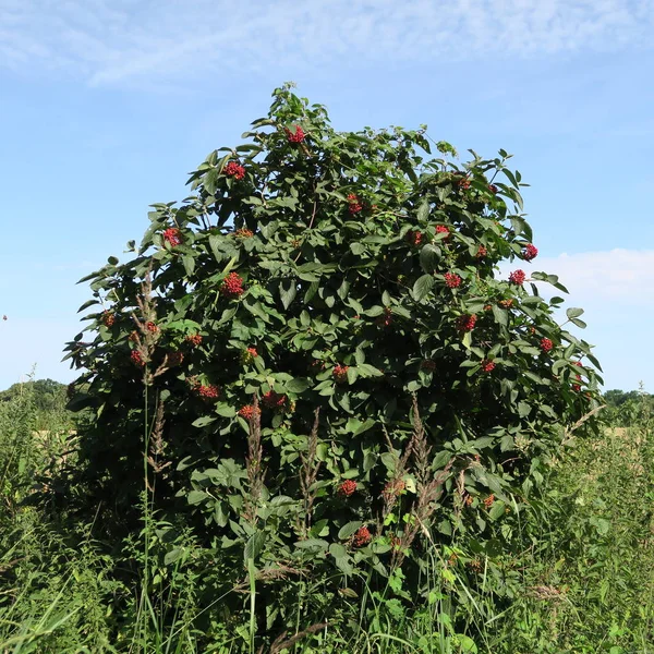 Gros Plan Baies Viburnum Lantana Sur Arbre — Photo