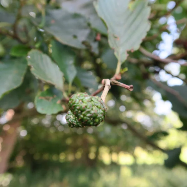 ハンノキ まっすぐに成長している落葉樹のクローズ アップ — ストック写真