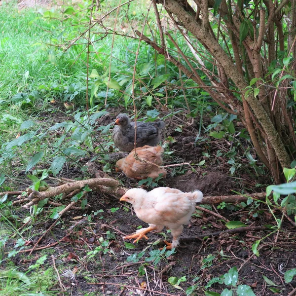 Vue Rapprochée Petits Poussins Mignons Dans Herbe Verte — Photo