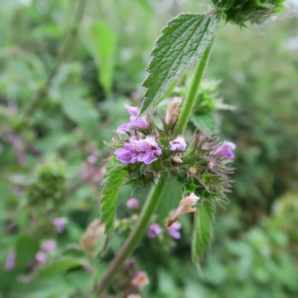 Vista Close Planta Lamium Fresco — Fotografia de Stock