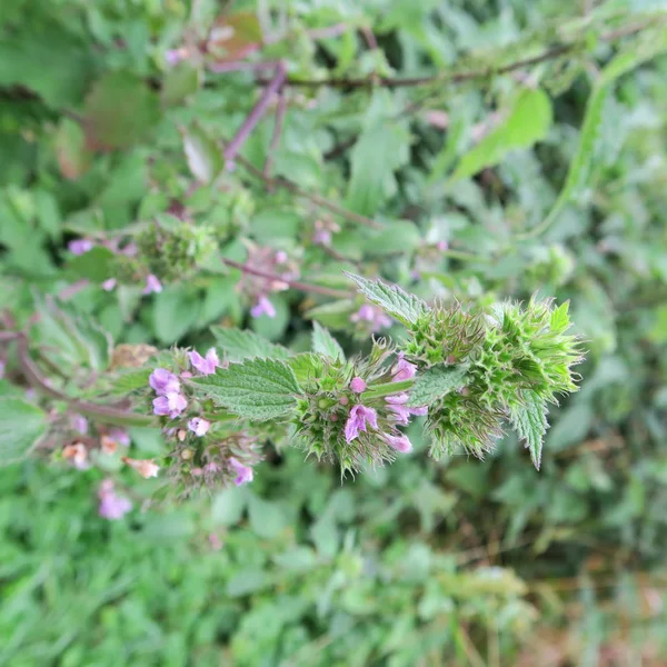 Vista Close Planta Lamium Fresco — Fotografia de Stock