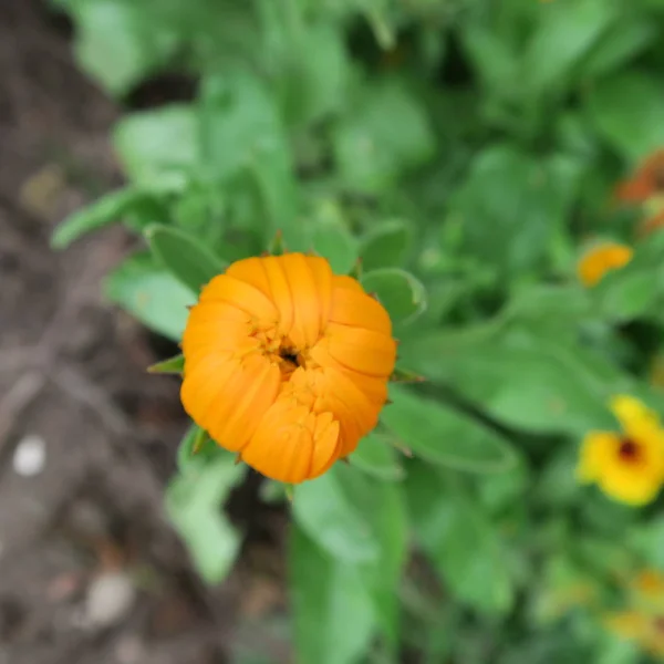 Closeup View Beautiful Calendula Flower — Stock Photo, Image