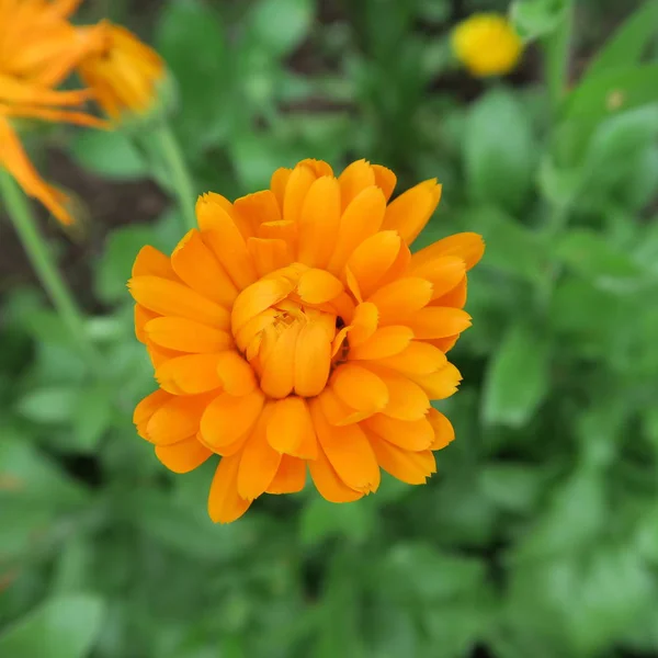 Nahaufnahme Der Schönen Calendula Blume — Stockfoto