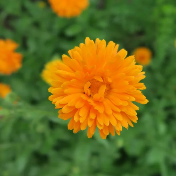 Vista Primer Plano Hermosa Flor Caléndula — Foto de Stock