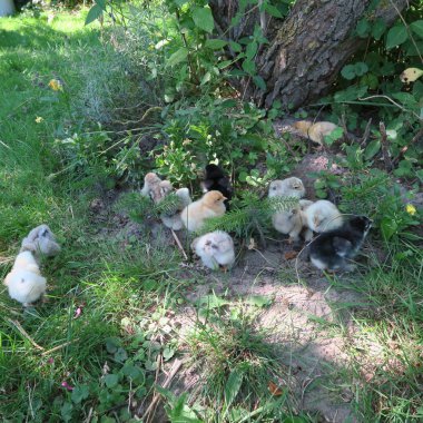 yeşil çim küçük sevimli civciv closeup görünümü