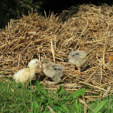 yeşil çim küçük sevimli civciv closeup görünümü