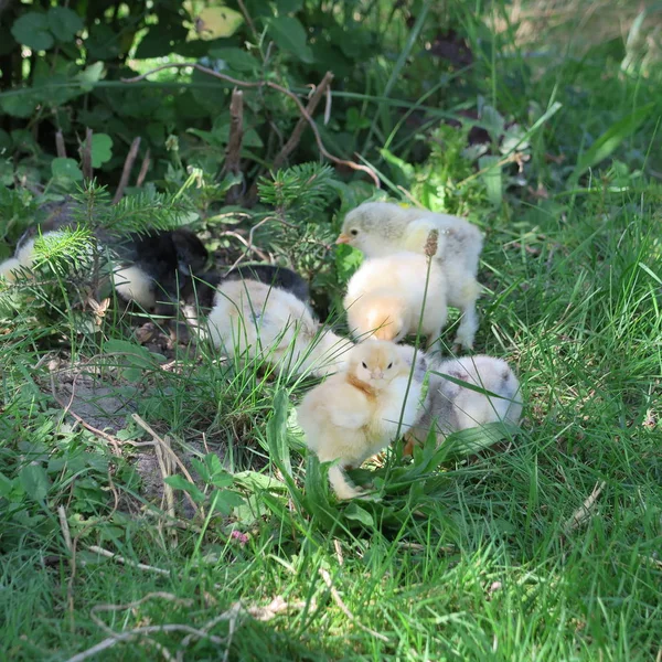 Närbild Bild Små Söta Kycklingar Grönt Gräs — Stockfoto