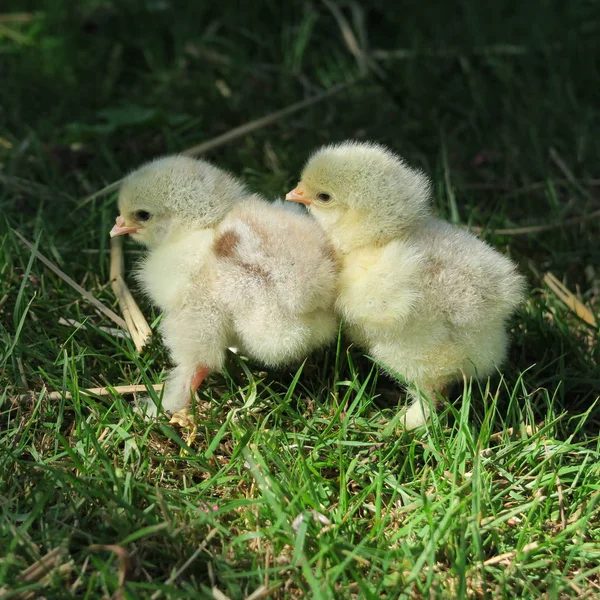 Vue Rapprochée Petits Poussins Mignons Dans Herbe Verte — Photo