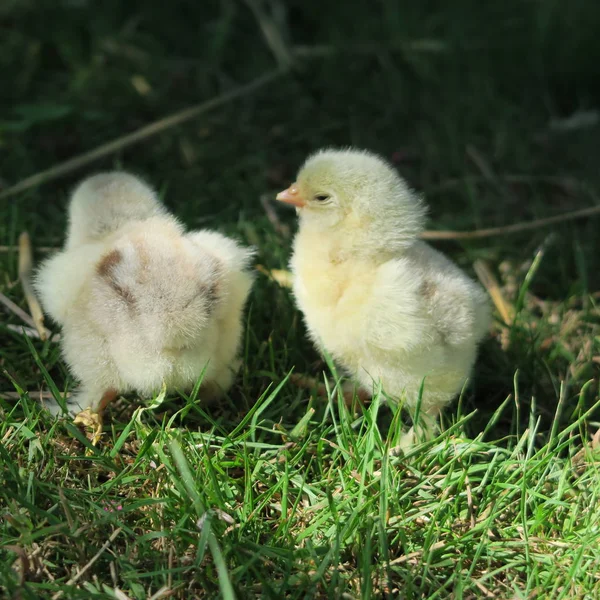 Closeup View Little Cute Chicks Green Grass — Stock Photo, Image