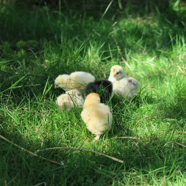 Vue Rapprochée Petits Poussins Mignons Dans Herbe Verte — Photo