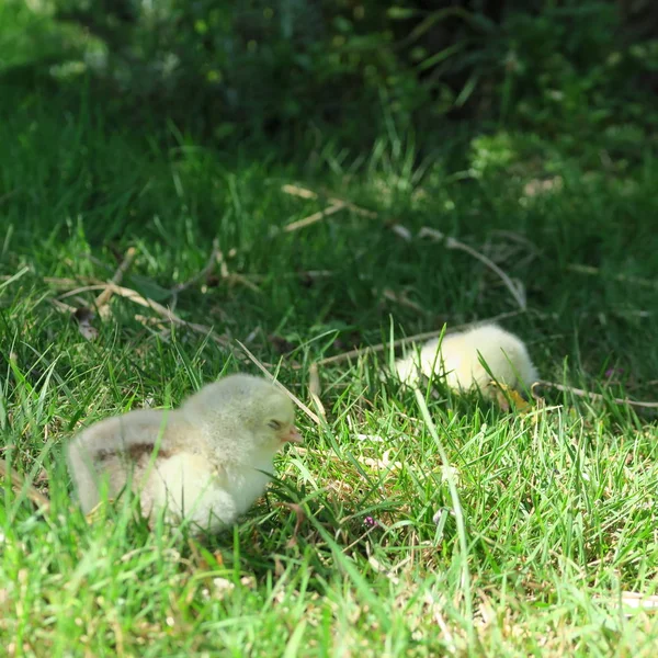 Closeup View Little Cute Chicks Green Grass — Stock Photo, Image
