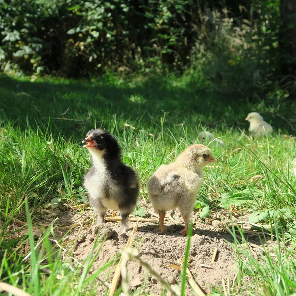 잔디에서 귀여운 병아리의 — 스톡 사진