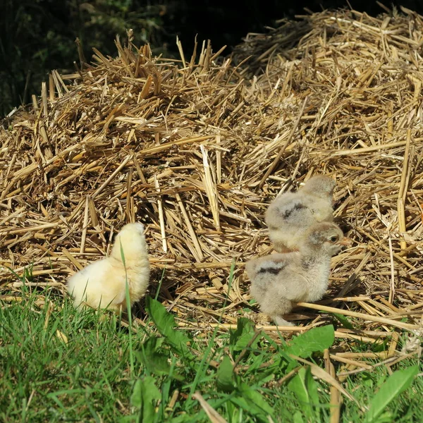 Closeup View Little Cute Chicks Green Grass — Stock Photo, Image