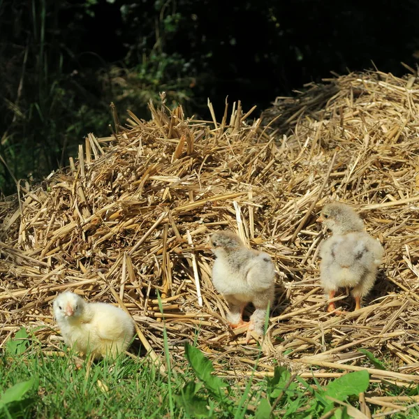 잔디에서 귀여운 병아리의 — 스톡 사진