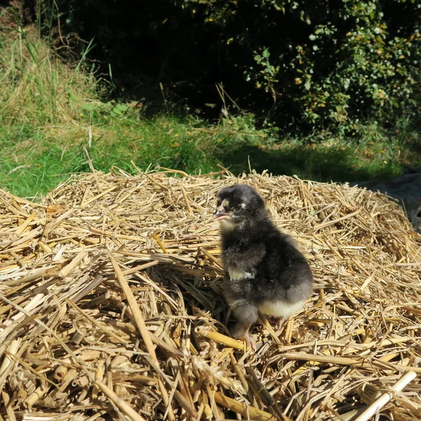 Vue Rapprochée Petit Poussin Mignon Dans Herbe Verte — Photo