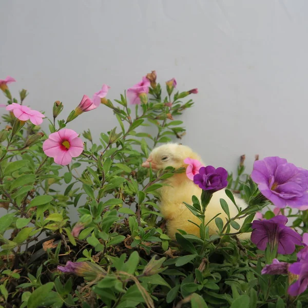 Gros Plan Vue Peu Mignon Poussin Dans Fleurs — Photo