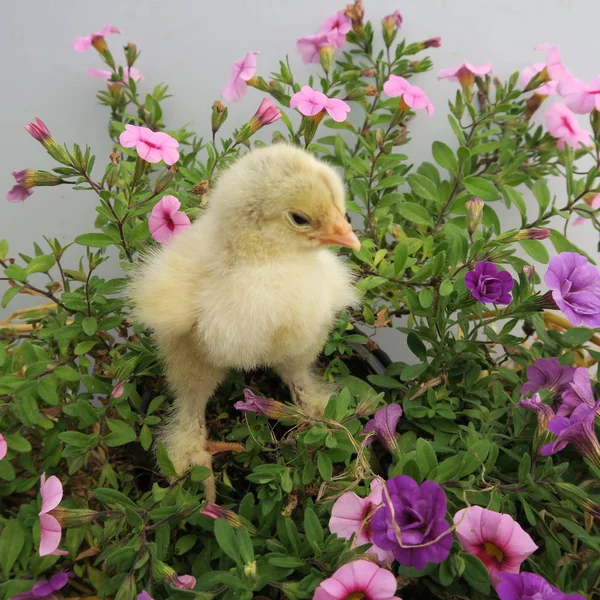 Gros Plan Vue Peu Mignon Poussin Dans Fleurs — Photo