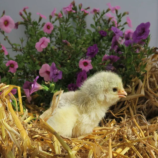 Gros Plan Vue Peu Mignon Poussin Dans Fleurs — Photo