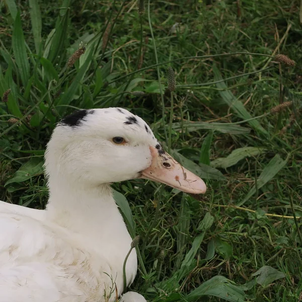 Vit Gås Grönt Gräs — Stockfoto