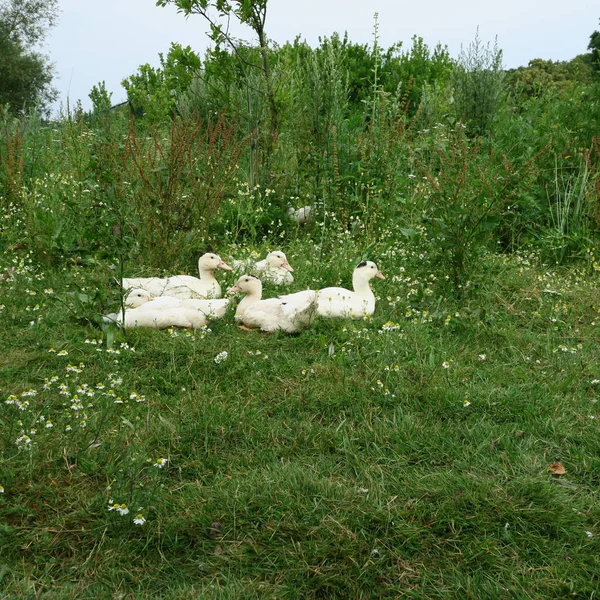 Live Geese Green Meadow Summer — Stock Photo, Image