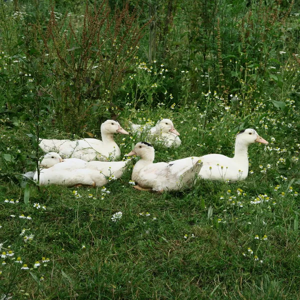 Live Geese Green Meadow Summer — Stock Photo, Image