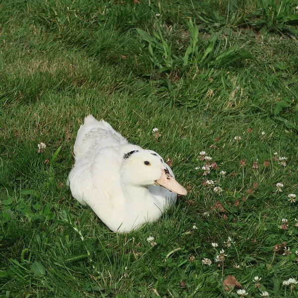 绿草地上的白鹅 — 图库照片
