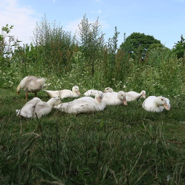 Live geese on a green meadow in summer — Stock Image Live Geese Green Meadow Summer Stock Picture