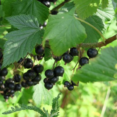 Ribes nigrum, siyah locust berry meyve ile bir çalı birçok vitamin