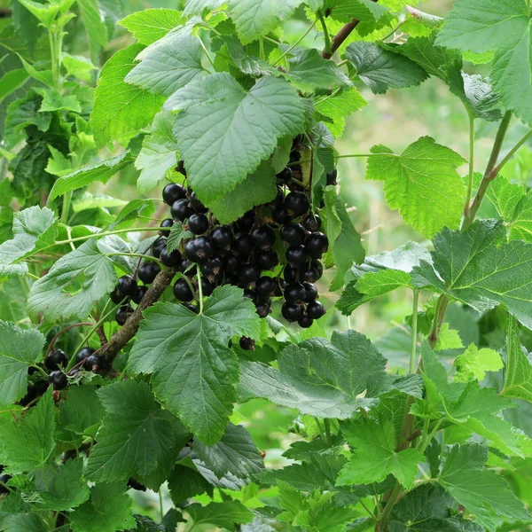 Ribes Nigrum Siyah Locust Berry Meyve Ile Bir Çalı Birçok — Stok fotoğraf